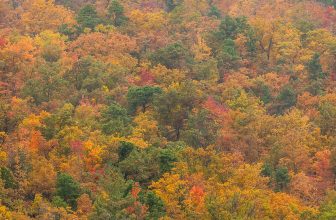 De schoonheid van de herfst |  Blog over mooie bloemenfoto’s